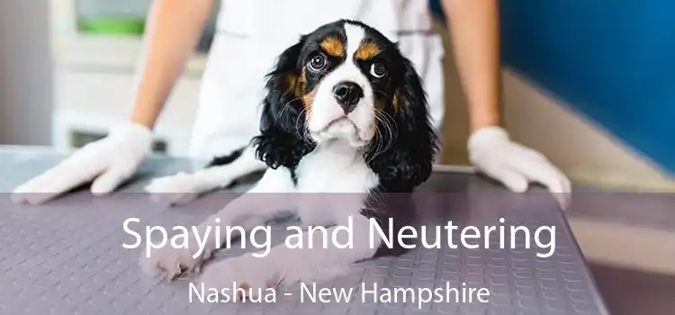 Spaying and Neutering Nashua - New Hampshire