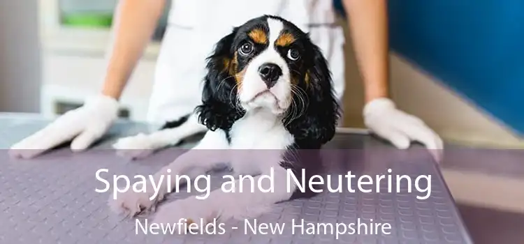 Spaying and Neutering Newfields - New Hampshire