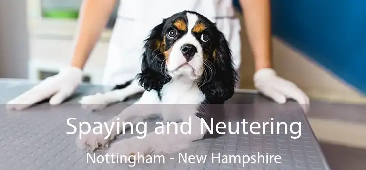 Spaying and Neutering Nottingham - New Hampshire