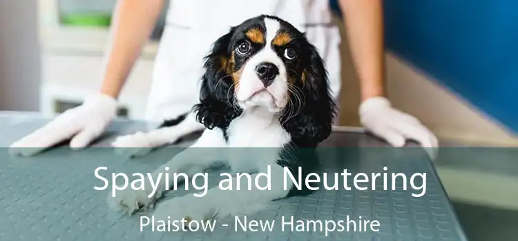 Spaying and Neutering Plaistow - New Hampshire