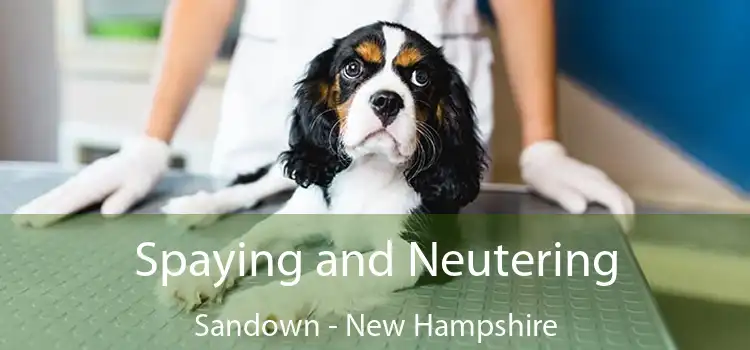 Spaying and Neutering Sandown - New Hampshire