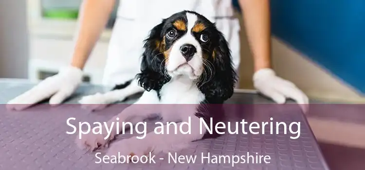 Spaying and Neutering Seabrook - New Hampshire